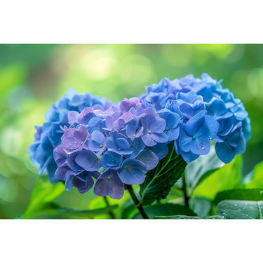 Hydrangea Painting Print